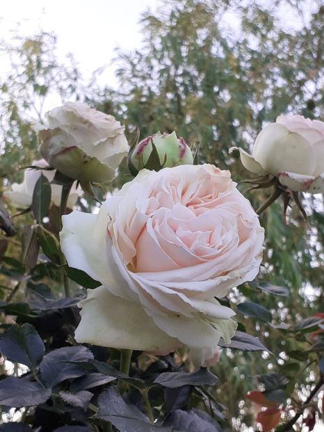  - Palais Royale 2022 - 2023-2024