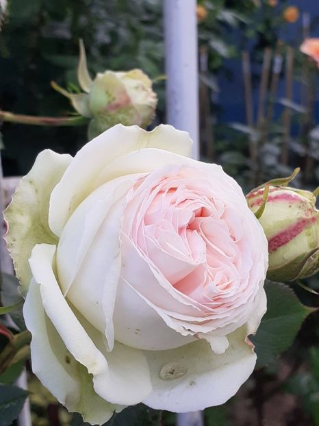  - Palais Royale 2022 - 2023-2024