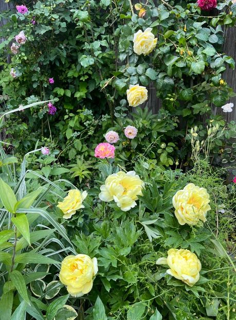 B80E566B-FFF1-450E-B6CD-E1494D1E35A8 - Bujor