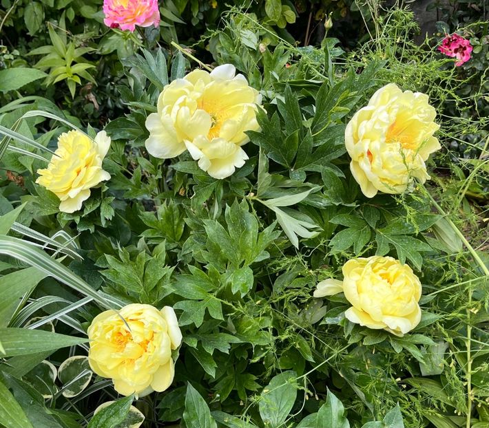 B3D9BC6C-9300-435E-9E2F-9D9DD424E500 - Bujor