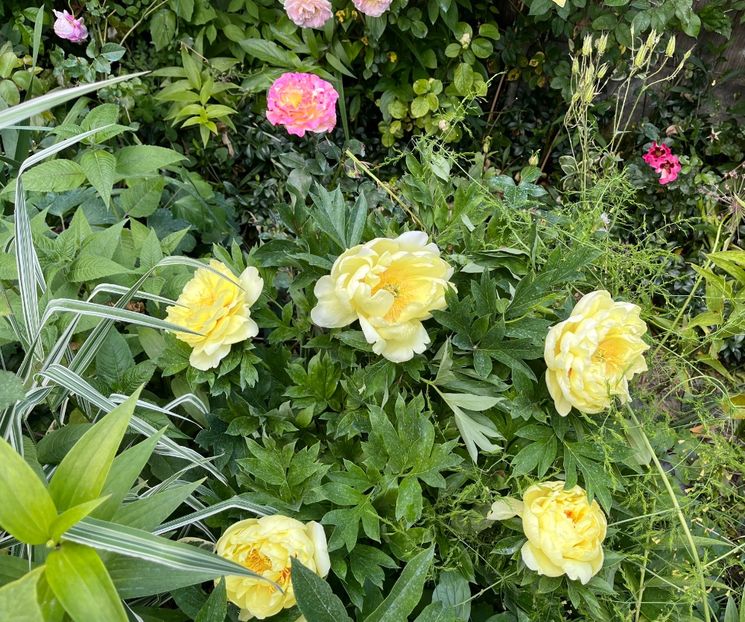 7DEC5931-080F-4F78-83B3-C501172CDD5E - Bujor