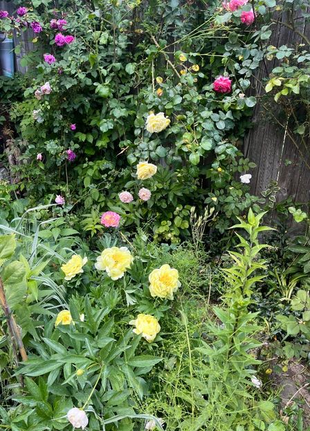 99C8550D-0D8A-4300-8551-5D5AA2A9C66E - Bujor