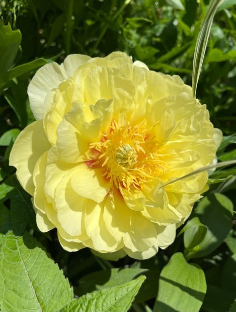 EEDB5624-0B43-4E35-932D-4DC639D6DEFF - Bujor