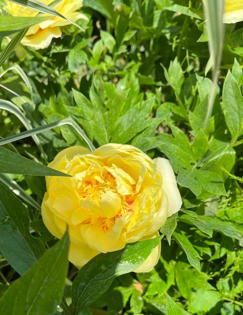 5E017D0F-6533-46EF-B8B9-52890C7E5015 - Bujor