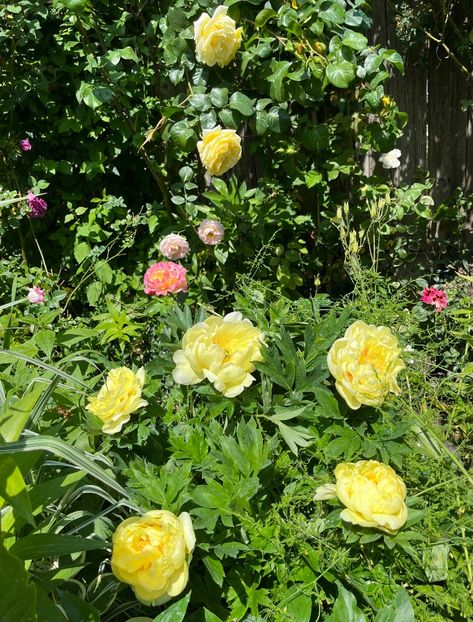 2A11E567-56F2-443C-9444-AA0C944B7ACD - Bujor