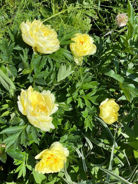 B72A5B8A-EAFD-4E6C-9C9E-25BFBDFA9F50 - Bujor