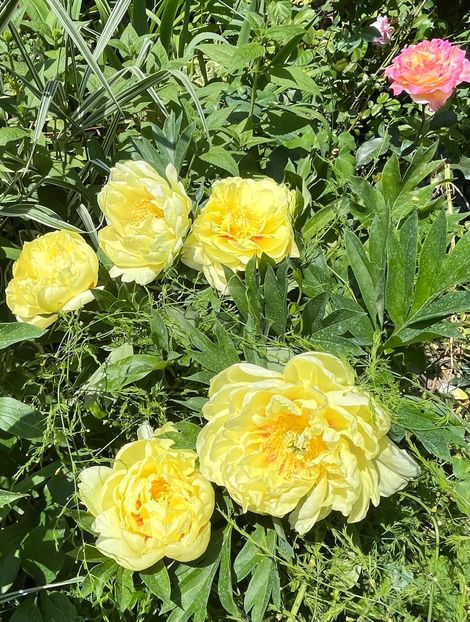 E2F3AC12-F16F-4C0E-90A7-7C187EFD7C7B - Bujor