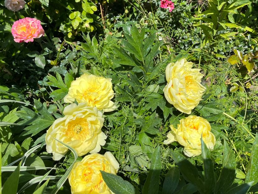 92978D23-AC0B-42AB-9179-8CC70AD3AAD5 - Bujor