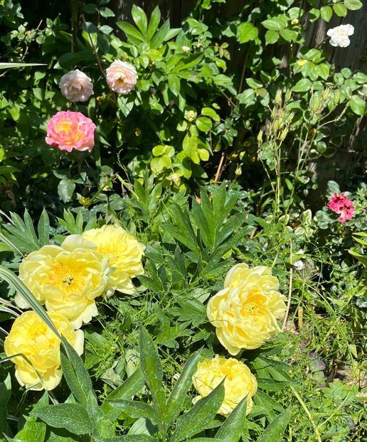 AB2F3479-380E-4503-816A-2B303DBE3A0E - Bujor