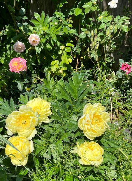 9B7F7157-0606-4B58-8655-F3577B2EFA8E - Bujor