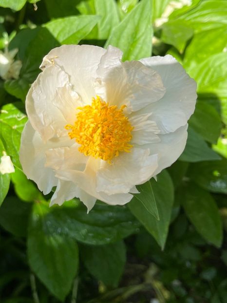 78DC271F-0C44-43C1-B024-125BE2428E97 - Bujor