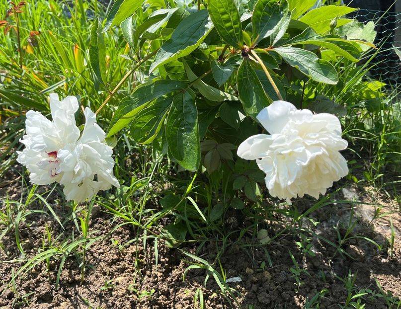 AB4C99D3-52BF-4670-ACFD-C2B4DD356C17 - Bujor