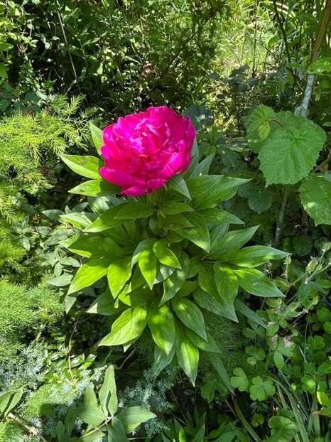 D4BCAFEA-8A50-4798-8C02-5791EF0D4A1C - Bujor