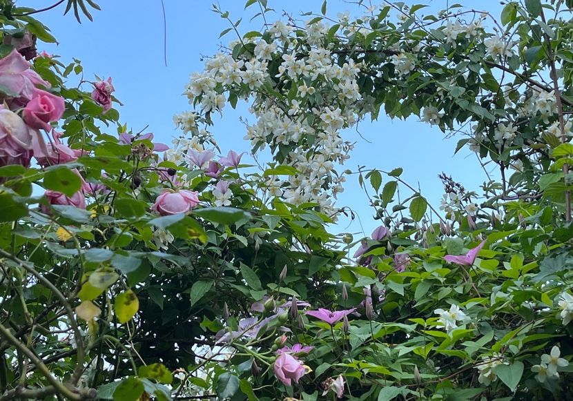 0C8D18B4-FA07-45D6-8CEF-553250E06708 - Clematite 2020-2023