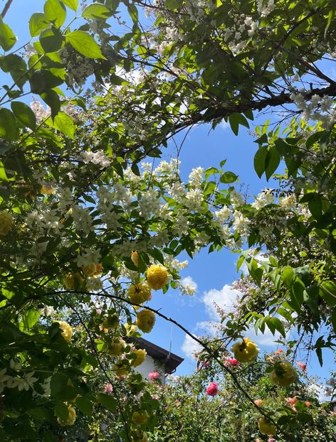 96923EA1-3E34-459E-A5BB-272E46364B88 - Arbuști 2021-2023