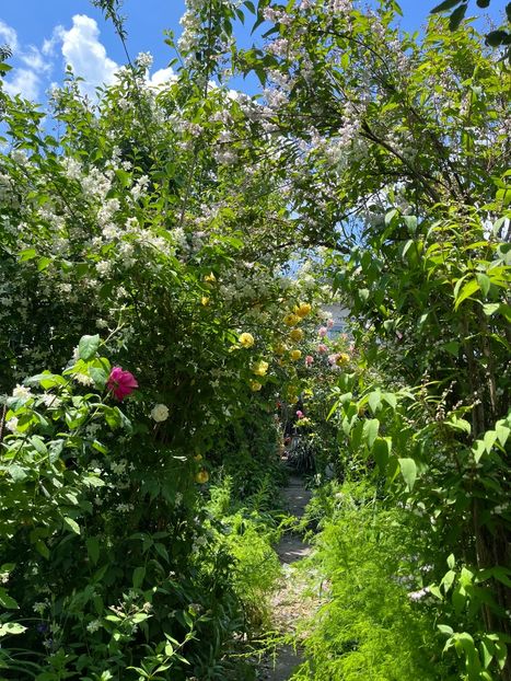 7D0E8AD8-F4B5-4E40-9681-9E4FA5D54558 - Arbuști 2021-2023