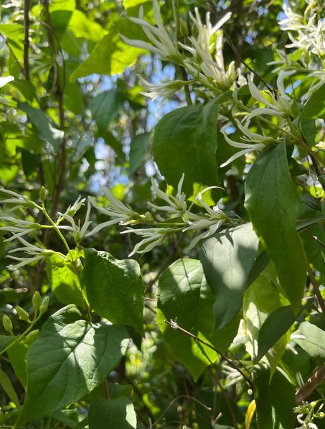 E9BF4560-2C75-4BFB-A157-8D6F5035A3DC - Arbuști 2021-2023