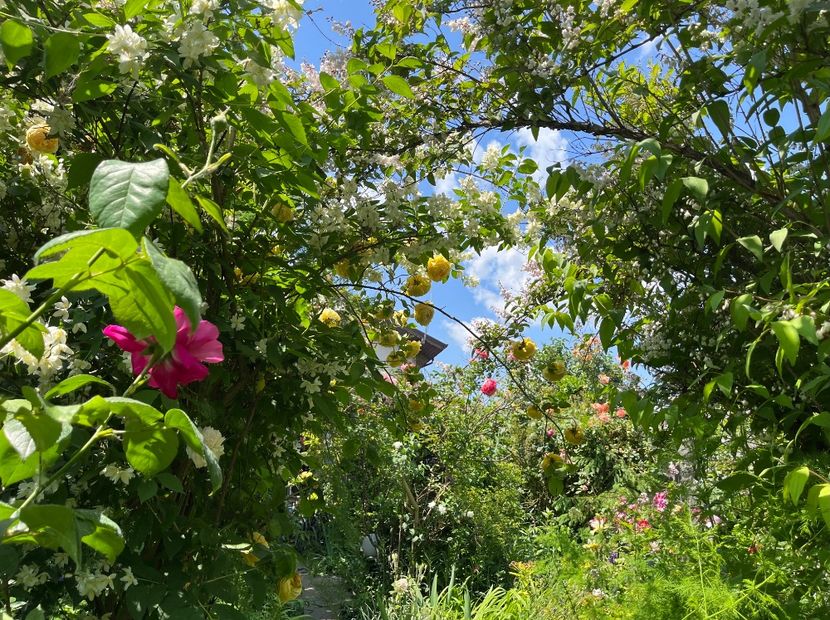 08C1C415-B33E-4DC0-A92D-EEA9F6F8CEAE - Arbuști 2021-2023