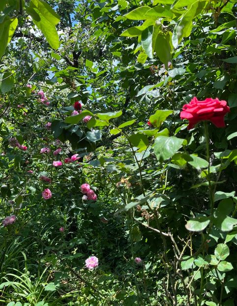 029B5503-41D6-4532-B14B-639B00E06191 - Arbuști 2021-2023