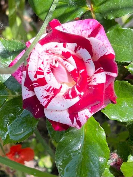 0B7835CD-698D-4B61-BC4F-C3418139BA70 - Trandafiri la balta 2023