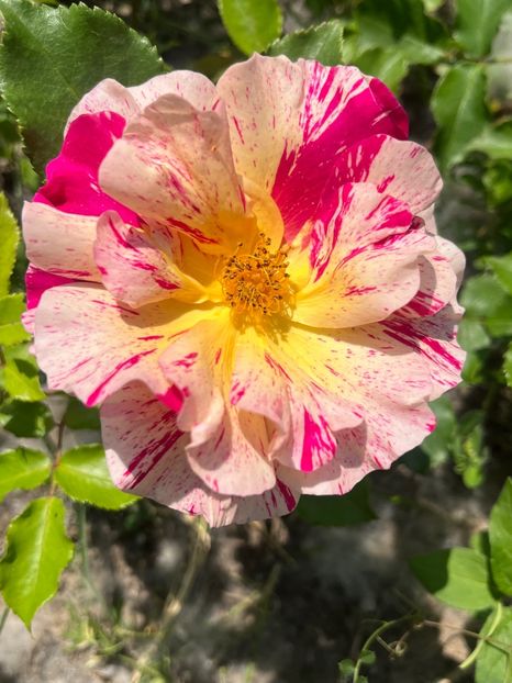 C67F2B61-3D60-45E7-8BEA-C3FFD2DA1FAD - Trandafiri la balta 2023