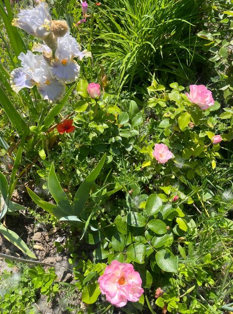 052A77F0-C332-42F4-9FBB-BD19C4DCED34 - Trandafiri la balta 2023