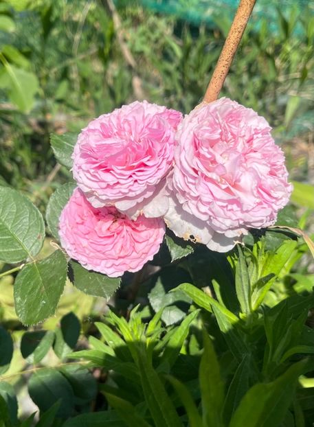 30 bg - Trandafiri la balta 2023