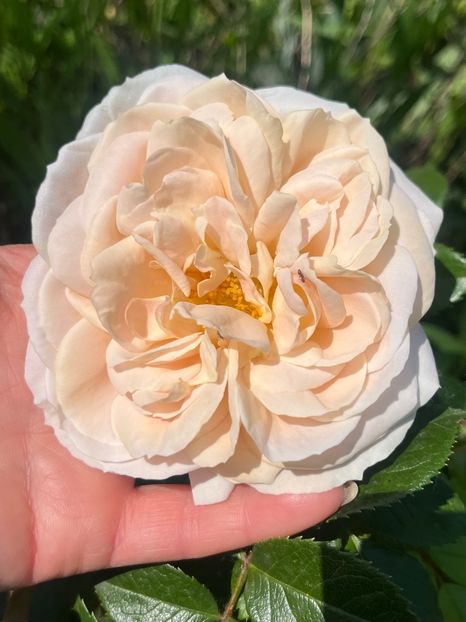 AF9CAF6D-9E59-425C-BFC5-1B846082F979 - Trandafiri la balta 2023