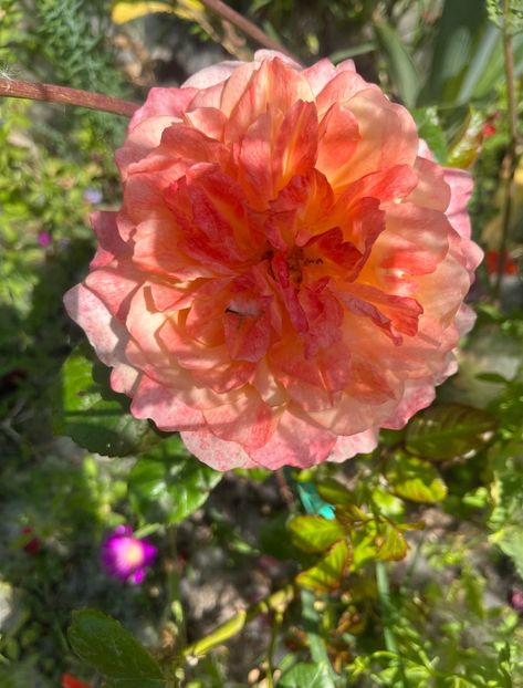 King Arthur - Trandafiri la balta 2023