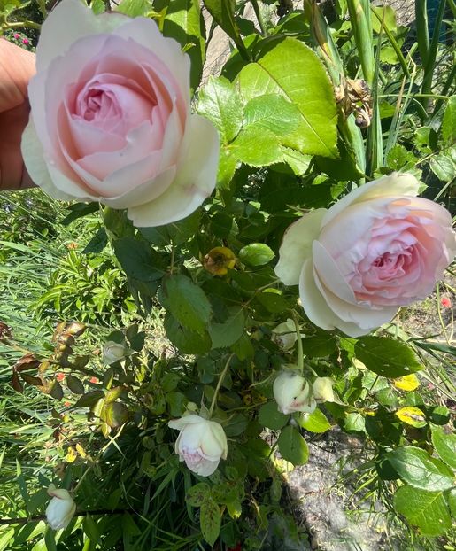 Edem rose - Trandafiri la balta 2023