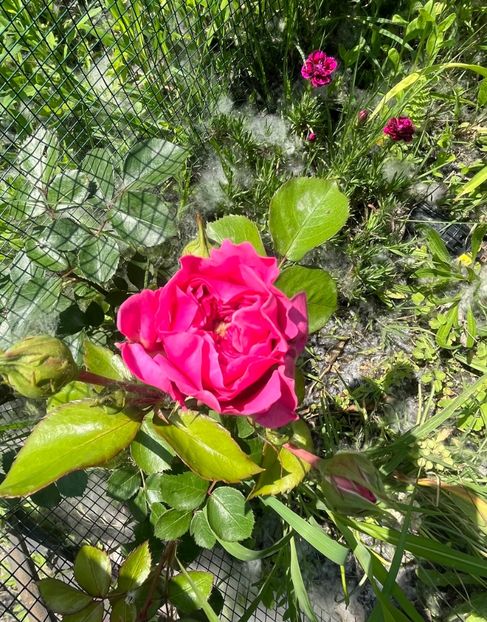 BAF87ADA-64E8-4EC4-B312-0D7F3A72F752 - Trandafiri la balta 2023