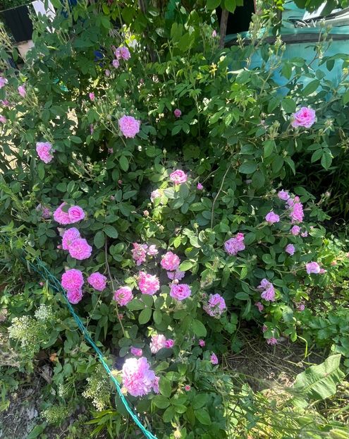 Ispahan - Trandafiri la balta 2023