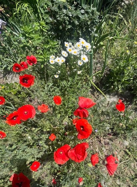 61B3EB32-A345-4163-B048-BD06BC4483A6 - Flori la Balta 2016 2023