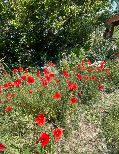 CA3F394F-C1AC-45FF-8384-90D04B714051 - Flori la Balta 2016 2023