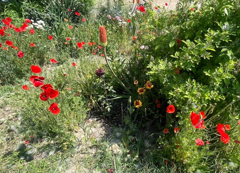 CBEC1832-E4B5-46A9-83F8-237B8439ABEE - Flori la Balta 2016 2023