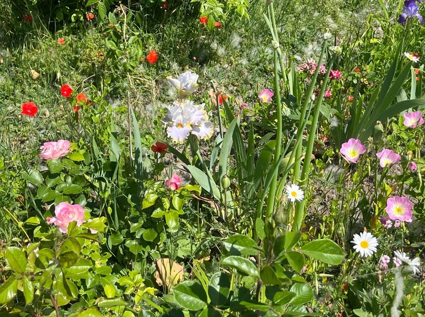 2B6D78BC-1D13-4D74-9F3A-5436E5E9E924 - Flori la Balta 2016 2023