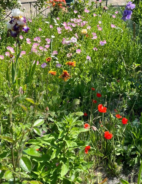 081FFB64-5C73-4179-A69A-ACA07582A634 - Flori la Balta 2016 2023