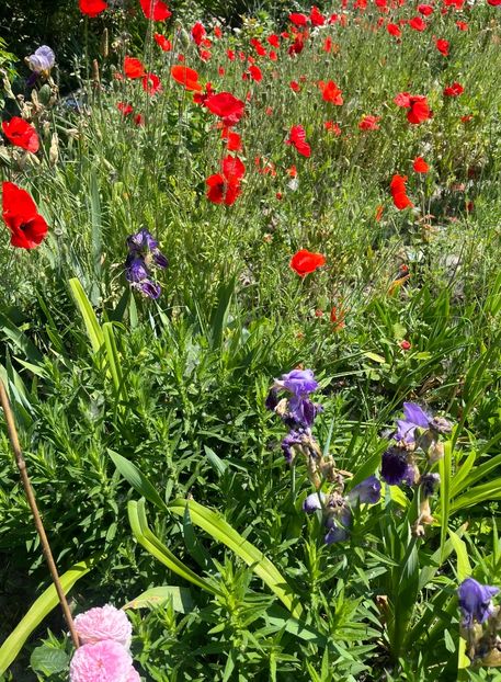 211B3354-0127-4AEC-915B-5FD663C03D30 - Flori la Balta 2016 2023