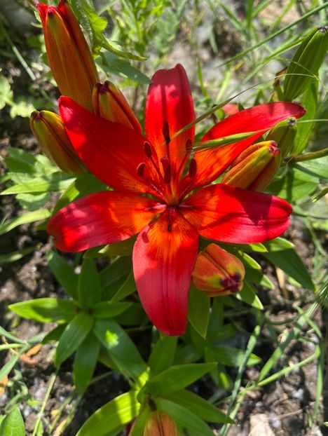 DDA2D7DF-2BCC-4AE4-B388-AB830F2CB69B - Crini 2016 2023