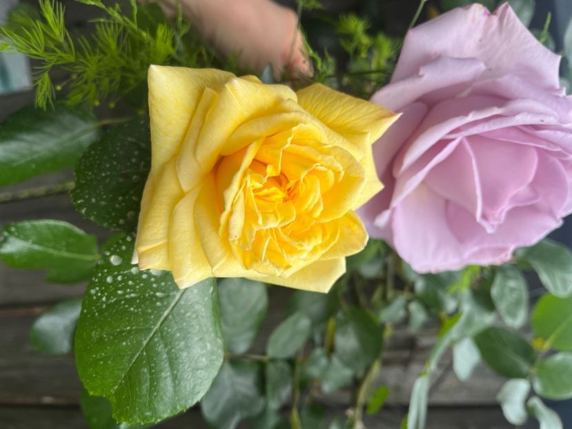 D50E32C4-857F-41A0-8294-A2A5C4619E67 - Trandafiri 2023