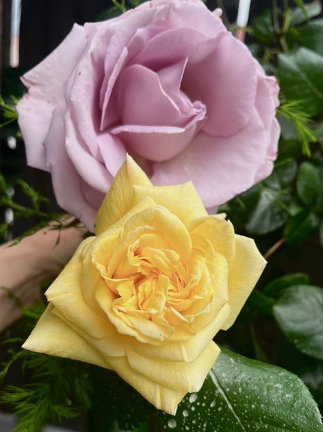 8C435E27-CAC8-40EA-928F-296351D0BF87 - Trandafiri 2023