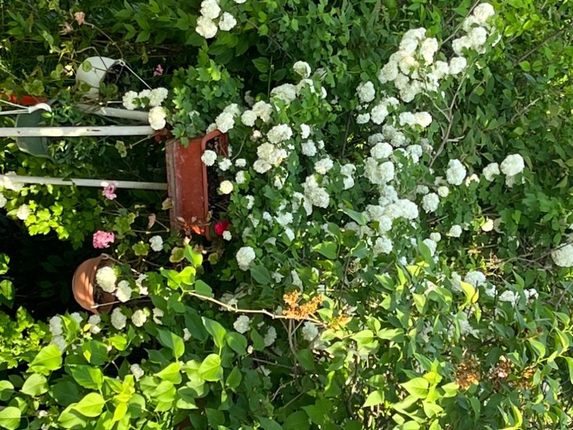 A374CC7D-9024-441A-9339-3104F39CF7DE - Arbuști 2021-2023