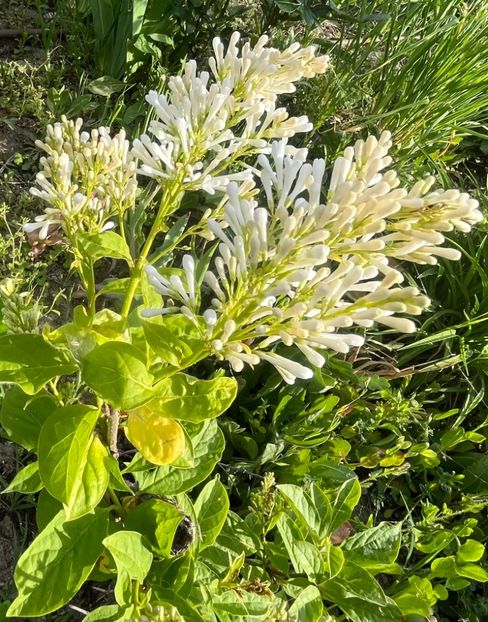 CDE94C61-C86B-438C-9946-D4B9AC6899CB - Arbuști 2021-2023