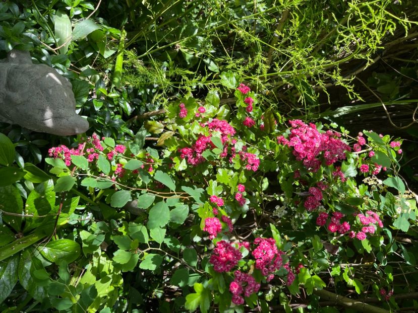 A5301152-41A0-4ABE-AA32-F1F85DEABA5C - Arbuști 2021-2023