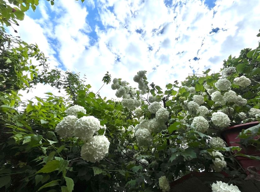 70D0A8DC-1F78-4787-9502-0EBF827222E5 - Arbuști 2021-2023