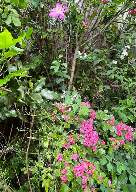 9E9B7C9C-C2FA-4613-B169-7768E9D920E5 - Arbuști 2021-2023