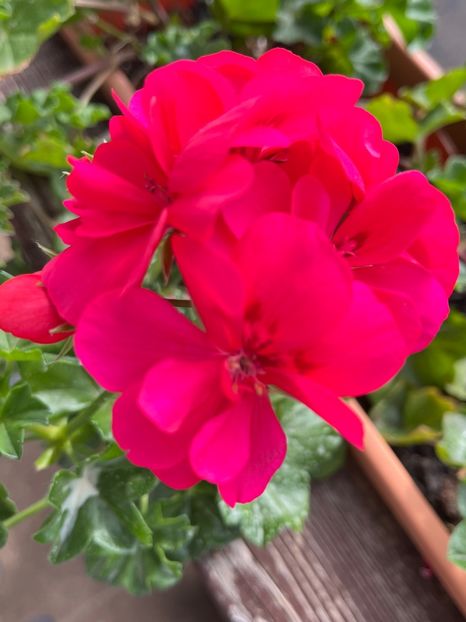 14179BD7-D856-460A-91A4-A8F6E30E3D06 - Muscate