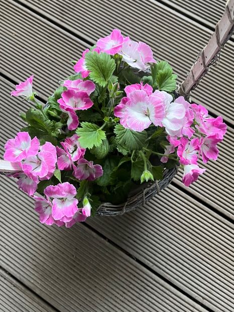 7295FC80-6E5B-4F14-9847-46E27B8FDF20 - Muscate