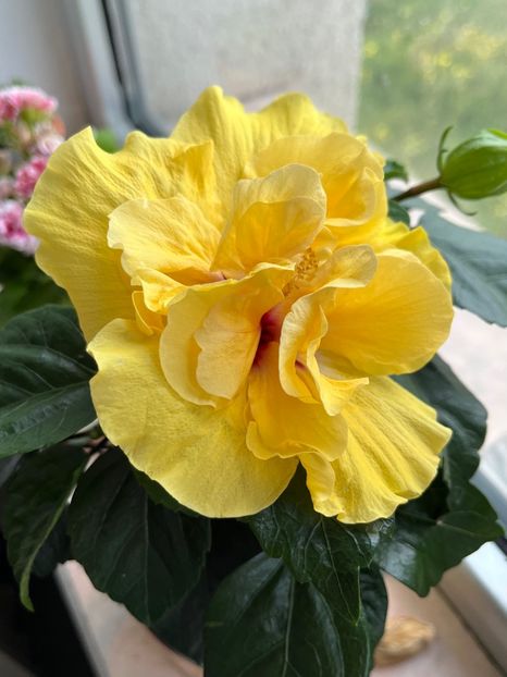 677150E3-FF0D-4686-A91B-B3C5779378AF - Hibiscus