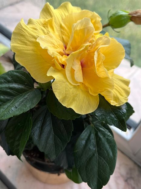 FD3DBE17-59CA-4645-8B63-4B3269B12009 - Hibiscus